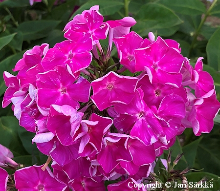 Phlox paniculata 'Bengt Schalin', syysleimu
